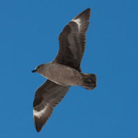 South Polar Skua